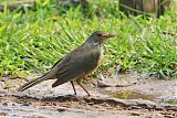 Rufous-bellied Thrush